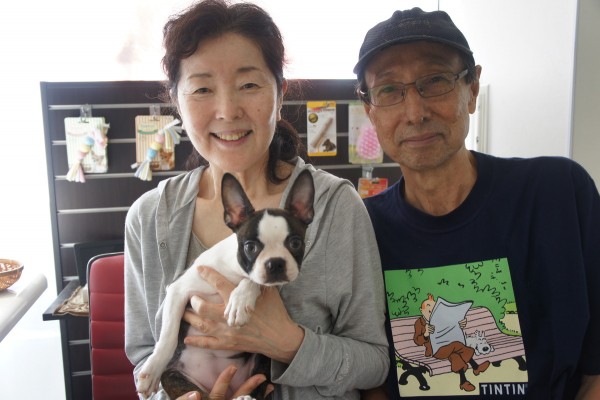 ★東京都のお客様★ボストンテリアの恵衣(めい)ちゃん！サムネイル