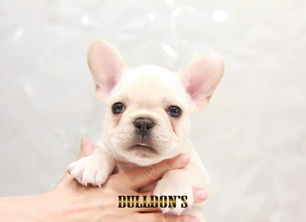 ID:FB1493　フレンチブルドッグ専門ブリーダーBULLDON’Sサムネイル