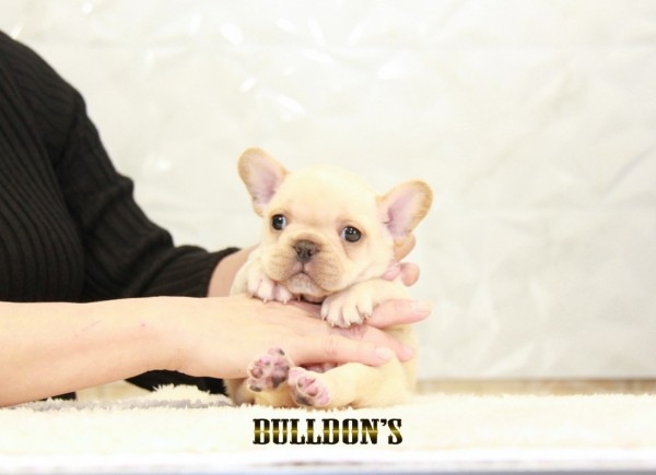 ID:FB1518　フレンチブルドッグ専門ブリーダーBULLDON’Sサムネイル