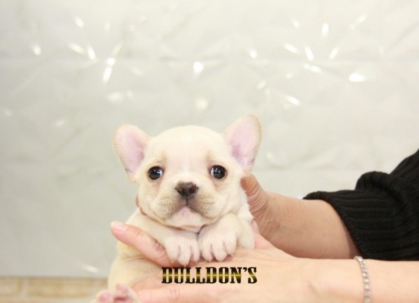 ID:FB1519　フレンチブルドッグ専門ブリーダーBULLDON’Sサムネイル