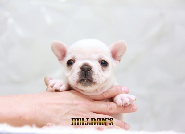 ID:FB1522　フレンチブルドッグ専門ブリーダーBULLDON’Sサムネイル