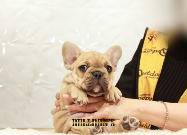 ID:FB1525　フレンチブルドッグ専門ブリーダーBULLDON’Sサムネイル