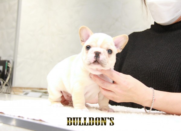 ID:FB1526　フレンチブルドッグ専門ブリーダーBULLDON’S　若犬販売サムネイル