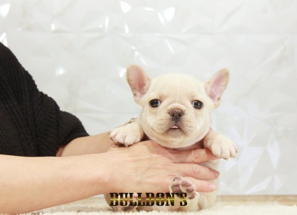 ID:FB1528　フレンチブルドッグ専門ブリーダーBULLDON’Sサムネイル