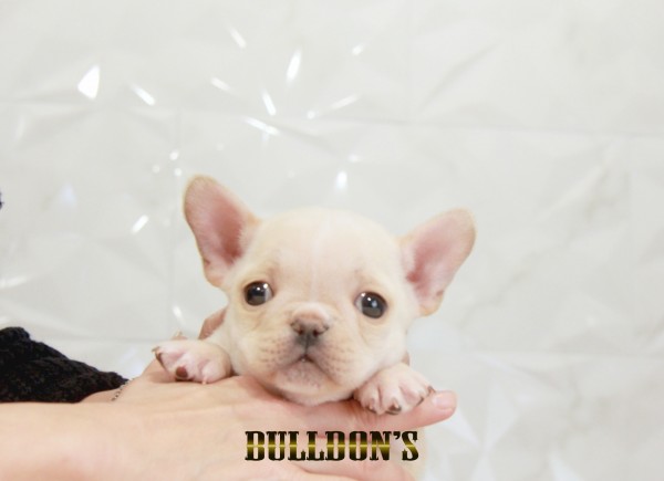 ID:FB1529　フレンチブルドッグ専門ブリーダーBULLDON’Sサムネイル