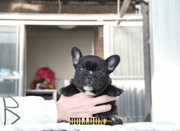 ID:FB1531　フレンチブルドッグ専門ブリーダーBULLDON’Sサムネイル