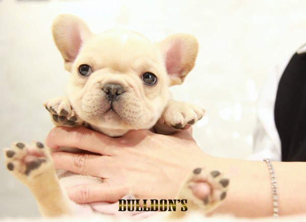 ID:FB1542　フレンチブルドッグ専門ブリーダーBULLDON’S　若犬販売サムネイル