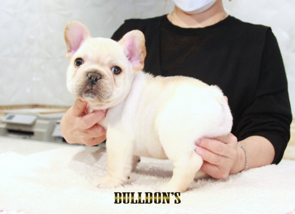 ID:FB1534　フレンチブルドッグ専門ブリーダーBULLDON’Sサムネイル