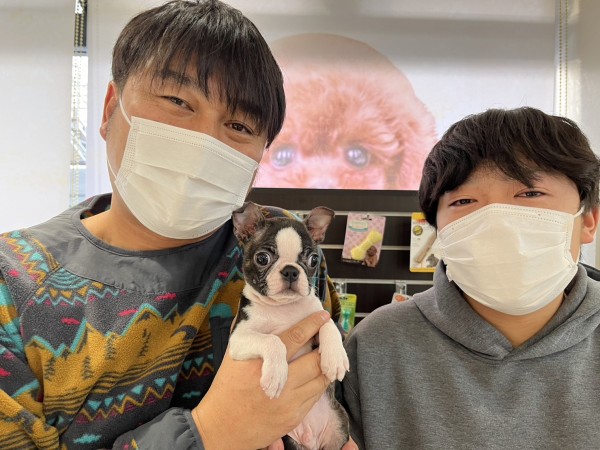 ★茨城県のお客様★ボストンテリアのPINOちゃん！サムネイル