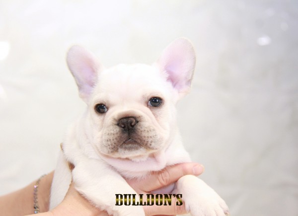 ID:FB1561　フレンチブルドッグ専門ブリーダーBULLDON’S　若犬販売サムネイル