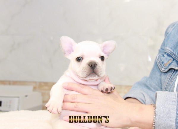 ID:FB1565　フレンチブルドッグ専門ブリーダーBULLDON’Sサムネイル