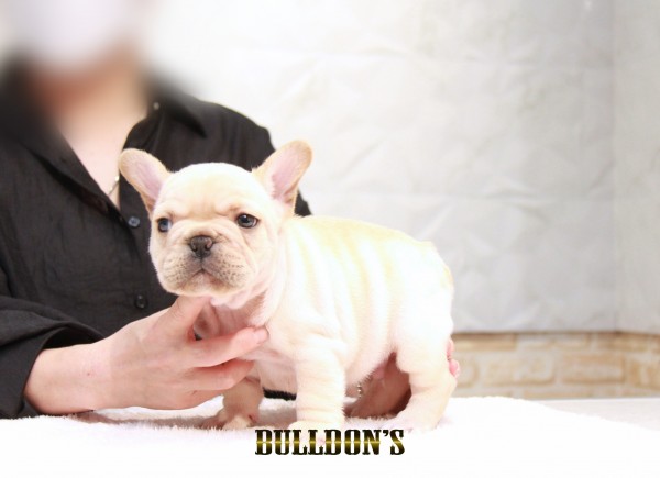 ID:FB1570　フレンチブルドッグ専門ブリーダーBULLDON’Sサムネイル