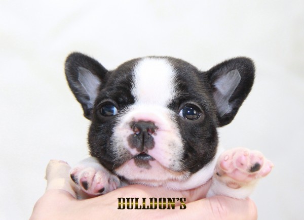 ID:FB1576　フレンチブルドッグ専門ブリーダーBULLDON’S　若犬販売サムネイル