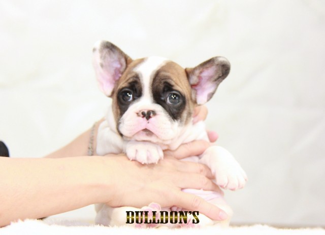 ID:FB1596　フレンチブルドッグ専門ブリーダーBULLDON’S　若犬販売サムネイル
