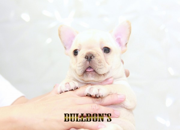 ID:FB1601　フレンチブルドッグ専門ブリーダーBULLDON’S　若犬販売サムネイル
