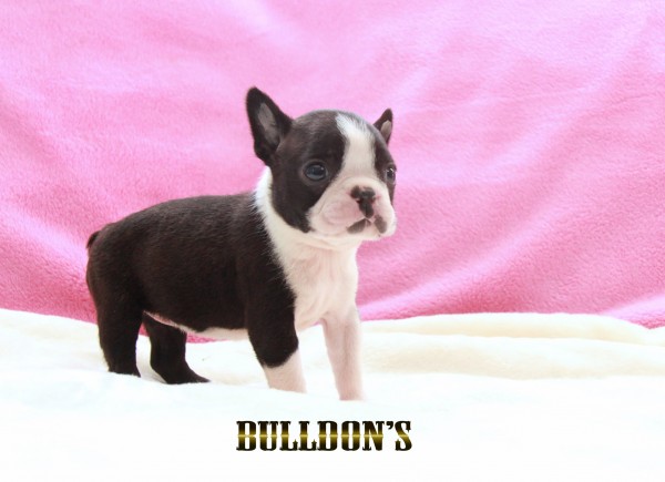ID:BT477 ボストンテリア専門ブリーダーBULLDON’Sサムネイル
