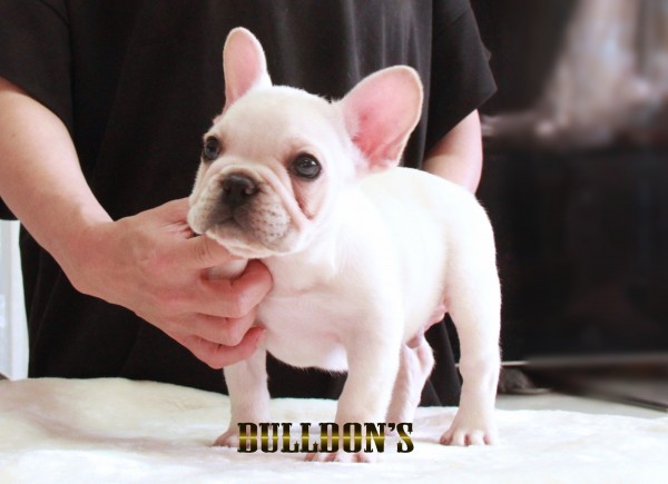 ID:FB1632　フレンチブルドッグ専門ブリーダーBULLDON’S　若犬販売サムネイル