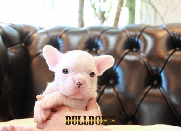 ID:FB1651　フレンチブルドッグ専門ブリーダーBULLDON’Sサムネイル