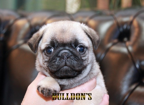 ID:PG708　パグ専門ブリーダーBULLDON’Sサムネイル