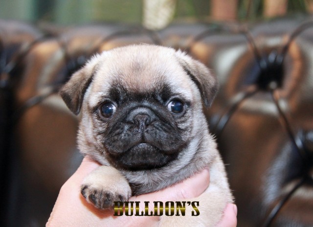 ID:PG708　パグ専門ブリーダーBULLDON’Sサムネイル