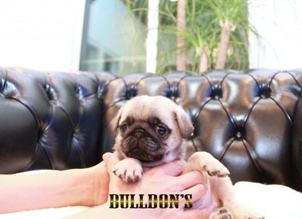 ID:PG709　パグ専門ブリーダーBULLDON’Sサムネイル
