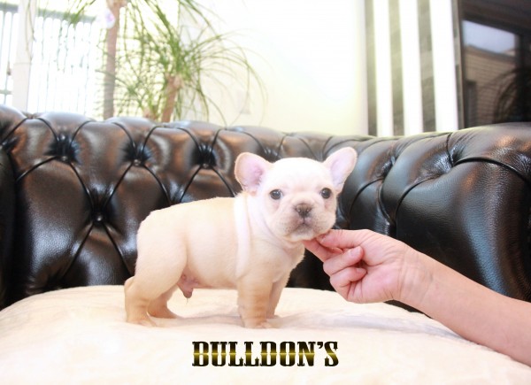 ID:FB1664　フレンチブルドッグ専門ブリーダーBULLDON’Sサムネイル