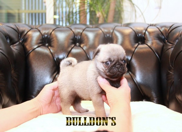 ID:PG710　パグ専門ブリーダーBULLDON’Sサムネイル