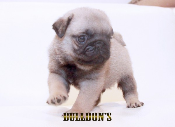 ID:PG711　パグ専門ブリーダーBULLDON’Sサムネイル