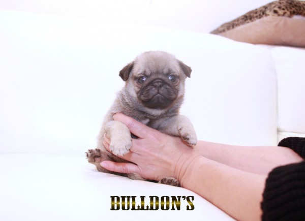 ID:PG712　パグ専門ブリーダーBULLDON’Sサムネイル