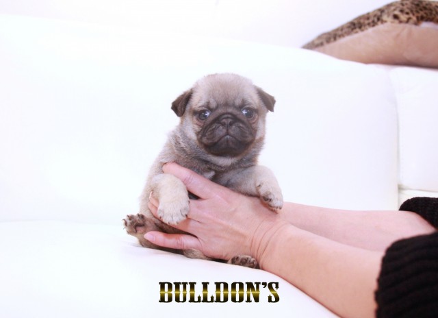 ID:PG712　パグ専門ブリーダーBULLDON’Sサムネイル