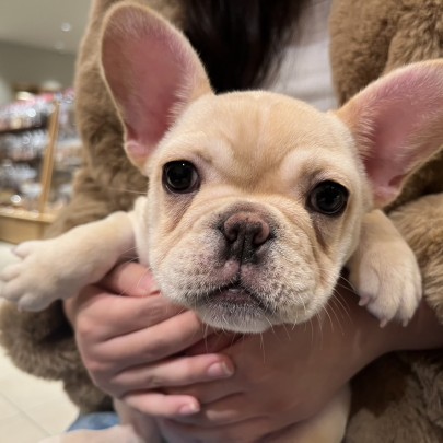 ★東京都のお客様★フレンチブルドッグのリアンちゃん！サムネイル