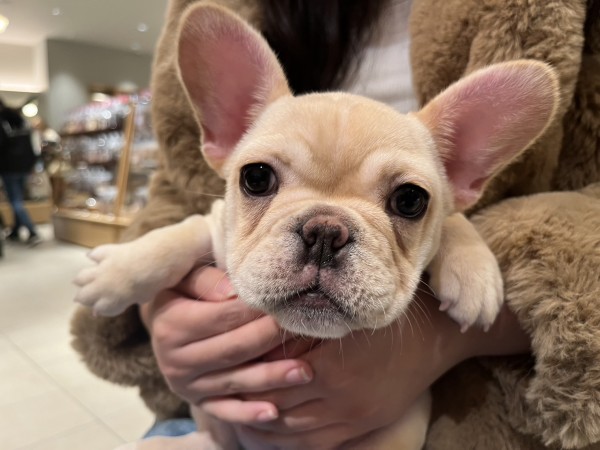 ★東京都のお客様★フレンチブルドッグのリアンちゃん！サムネイル