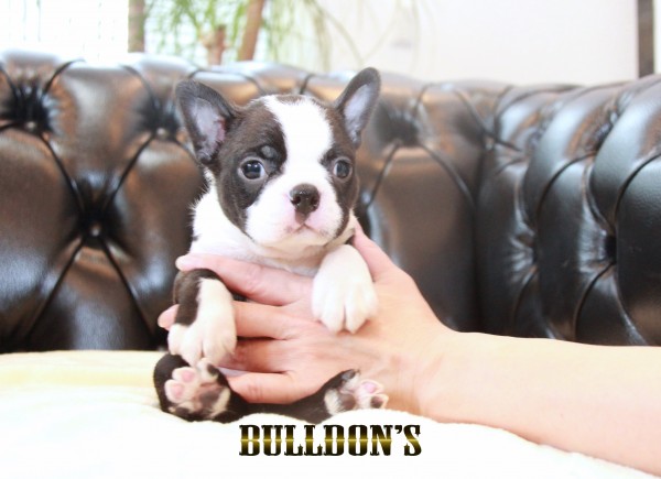 ID:BT487 ボストンテリア専門ブリーダーBULLDON’Sサムネイル