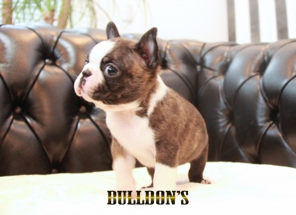 ID:BT488 ボストンテリア専門ブリーダーBULLDON’Sサムネイル