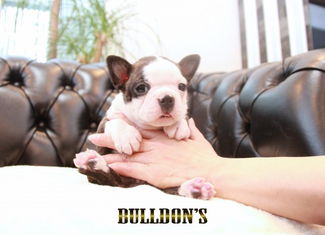 ID:BT490 ボストンテリア専門ブリーダーBULLDON’Sサムネイル