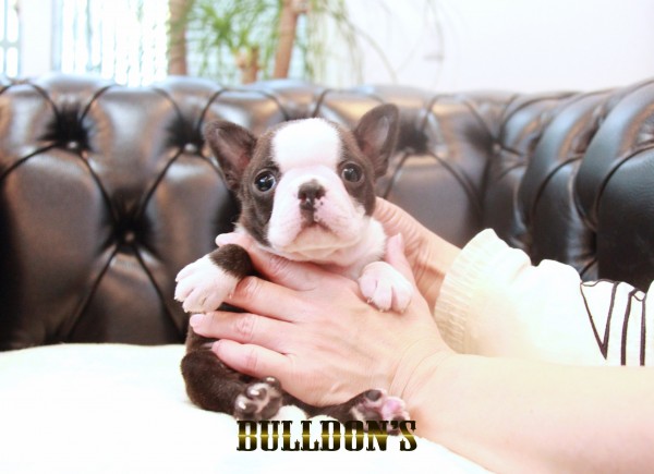 ID:BT491 ボストンテリア専門ブリーダーBULLDON’Sサムネイル