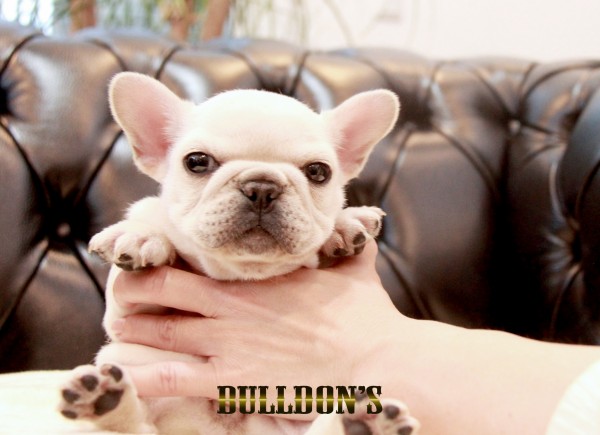 ID:FB1666　フレンチブルドッグ専門ブリーダーBULLDON’Sサムネイル