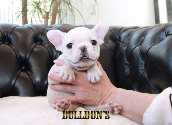 ID:FB1672　フレンチブルドッグ専門ブリーダーBULLDON’Sサムネイル