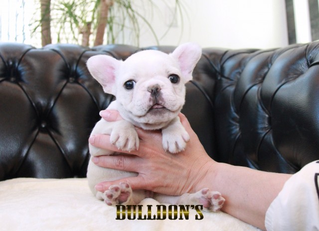 ID:FB1672　フレンチブルドッグ専門ブリーダーBULLDON’Sサムネイル