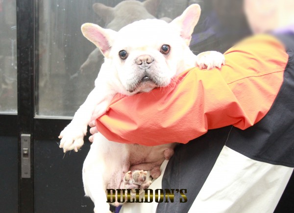 ID:58　しずか　引退犬FrenchBulldogサムネイル