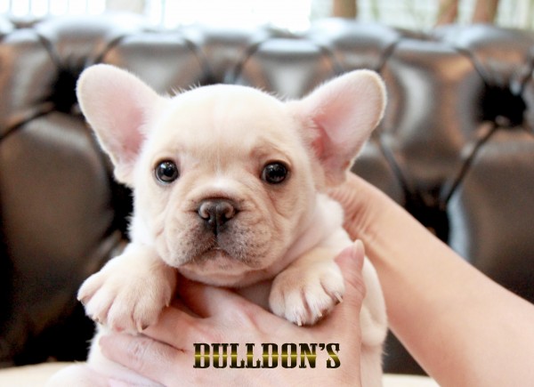 ID:FB1673　フレンチブルドッグ専門ブリーダーBULLDON’Sサムネイル
