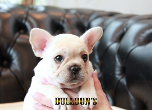 ID:FB1674　フレンチブルドッグ専門ブリーダーBULLDON’Sサムネイル