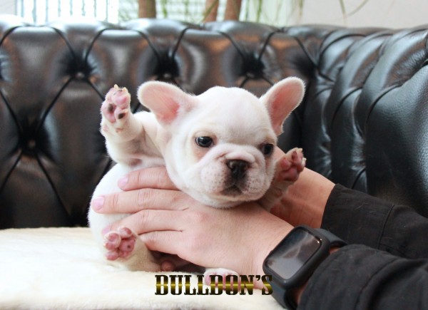 ID:FB1675　フレンチブルドッグ専門ブリーダーBULLDON’Sサムネイル