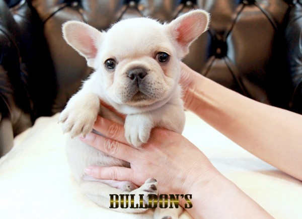 ID:FB1676　フレンチブルドッグ専門ブリーダーBULLDON’S　若犬販売サムネイル