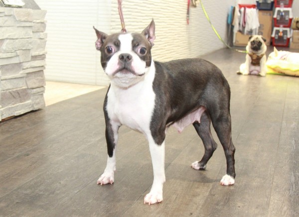 ID:57　夢　引退犬BostonTerrierサムネイル