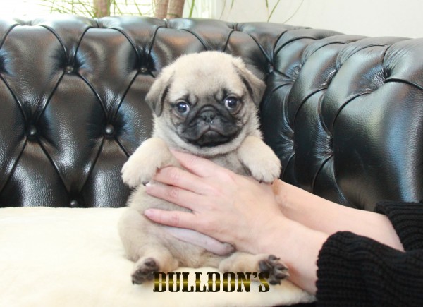 ID:PG714　パグ専門ブリーダーBULLDON’Sサムネイル