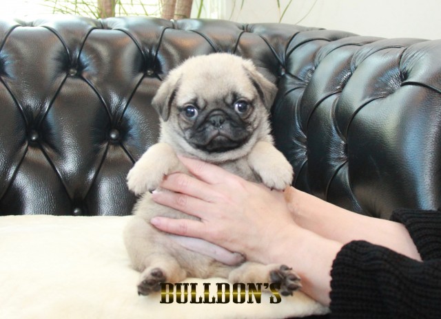 ID:PG714　パグ専門ブリーダーBULLDON’Sサムネイル