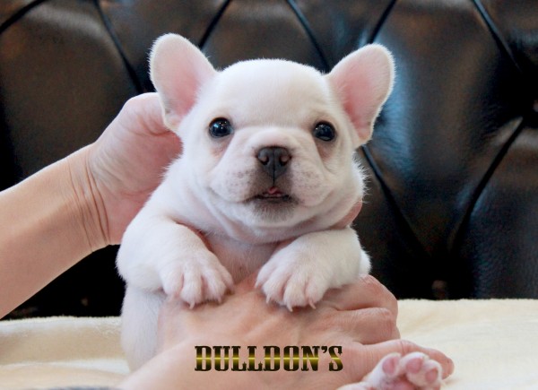 ID:FB1678　フレンチブルドッグ専門ブリーダーBULLDON’Sサムネイル