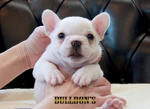 ID:FB1678　フレンチブルドッグ専門ブリーダーBULLDON’Sサムネイル