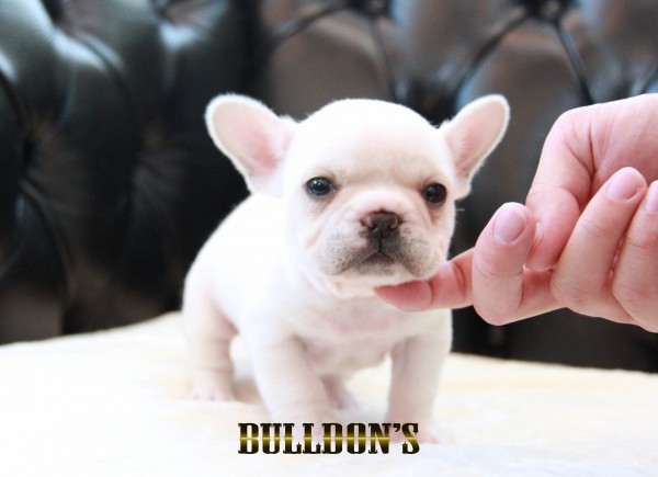 ID:FB1680　フレンチブルドッグ専門ブリーダーBULLDON’Sサムネイル